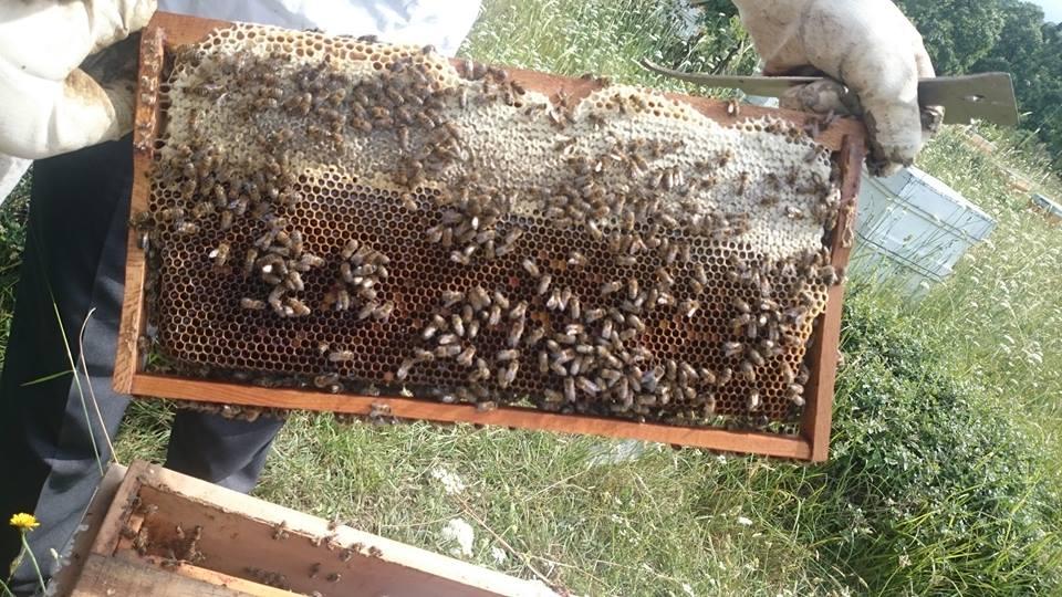 candan arı çiftliği Biga / Çanakkale 0 (546) 639 60 ** Birmilyonnokta