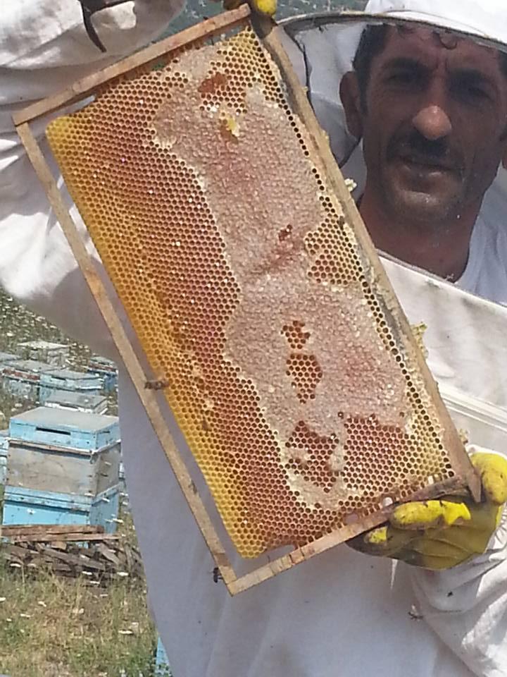 geylani ana arıcılık Yenişehir / Mersin 0 (532) 168 67