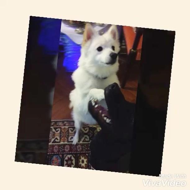 Sado Pet Otel Sisli Istanbul 0 531 873 93 Birmilyonnokta