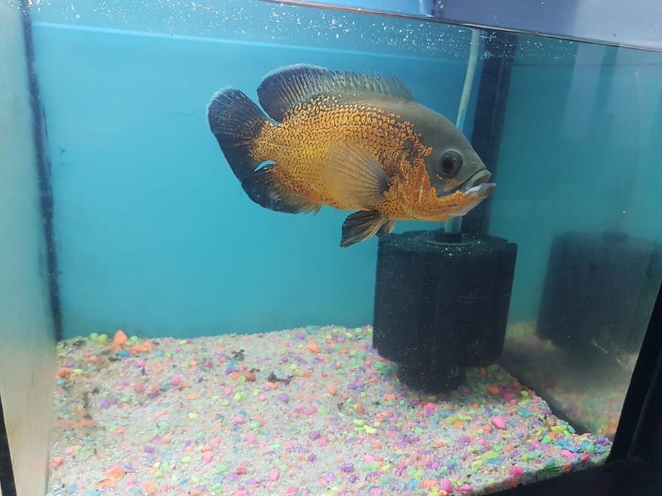 birmilyonnokta