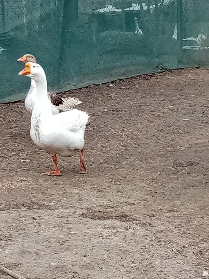 Lüleburgaz Göksel Kaz Üretim Çiftliği Lüleburgaz / Kırklareli 0