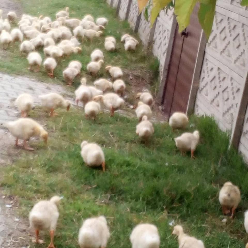 Lüleburgaz Göksel Kaz Üretim Çiftliği Lüleburgaz / Kırklareli 0