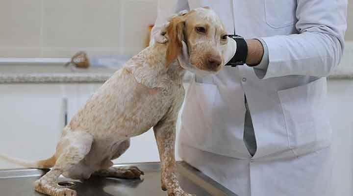 Yuksel Veteriner Klinigi Odunpazari Eskisehir 0 222 221 55 Birmilyonnokta