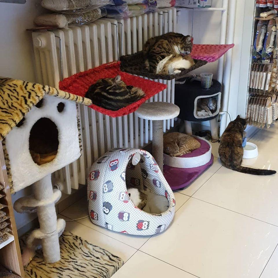 Erenkoy Petshop Kadikoy Istanbul 0 216 368 52 Birmilyonnokta