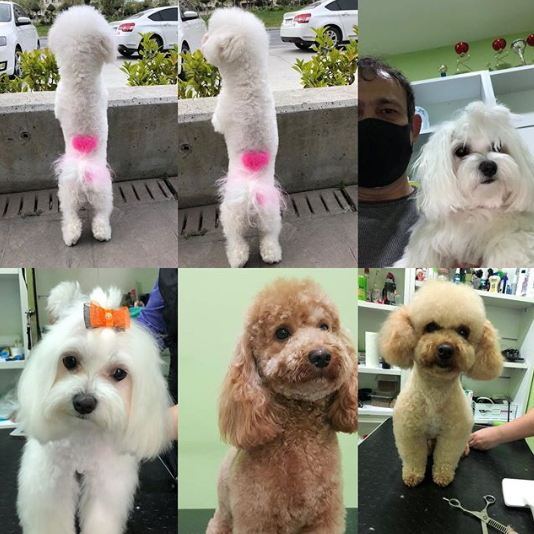 Pet Center Atasehir Atasehir Istanbul 0 216 663 19 Birmilyonnokta