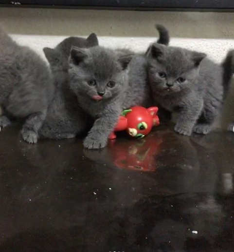 Pet Center Atasehir Atasehir Istanbul 0 216 663 19 Birmilyonnokta