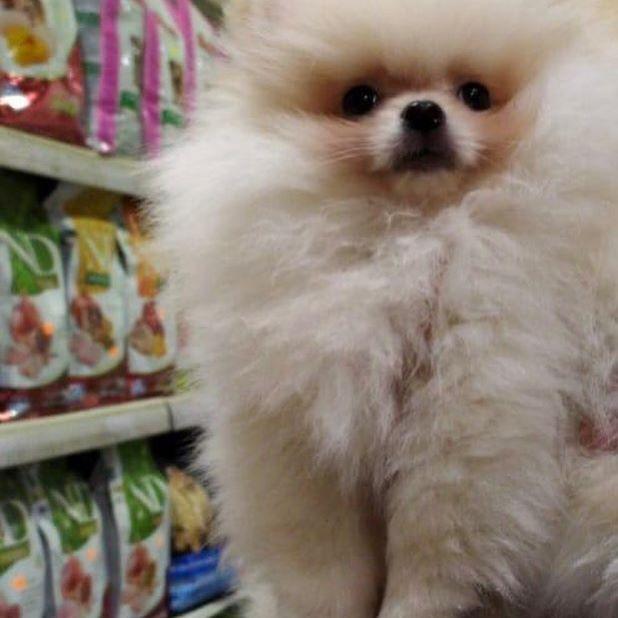 Pet Center Sariyer Sariyer Istanbul 0 212 801 91 Birmilyonnokta