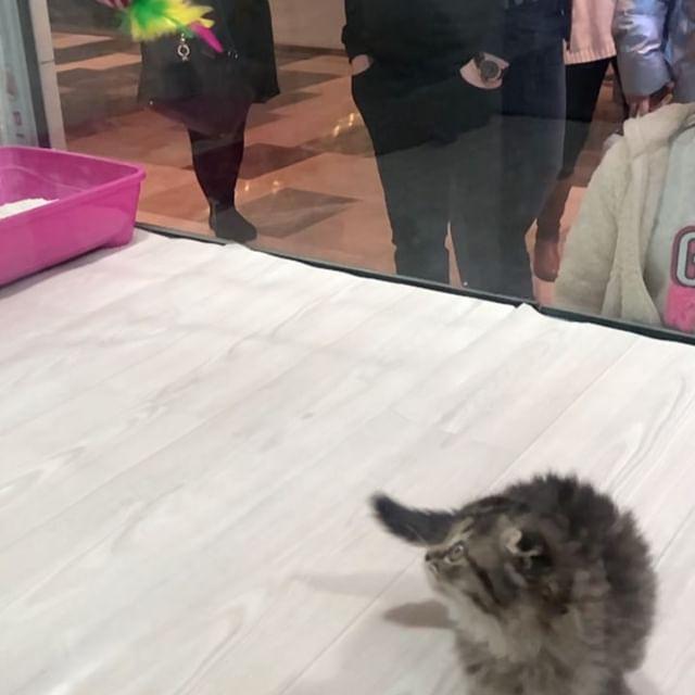 Pet Center Sariyer Sariyer Istanbul 0 212 801 91 Birmilyonnokta