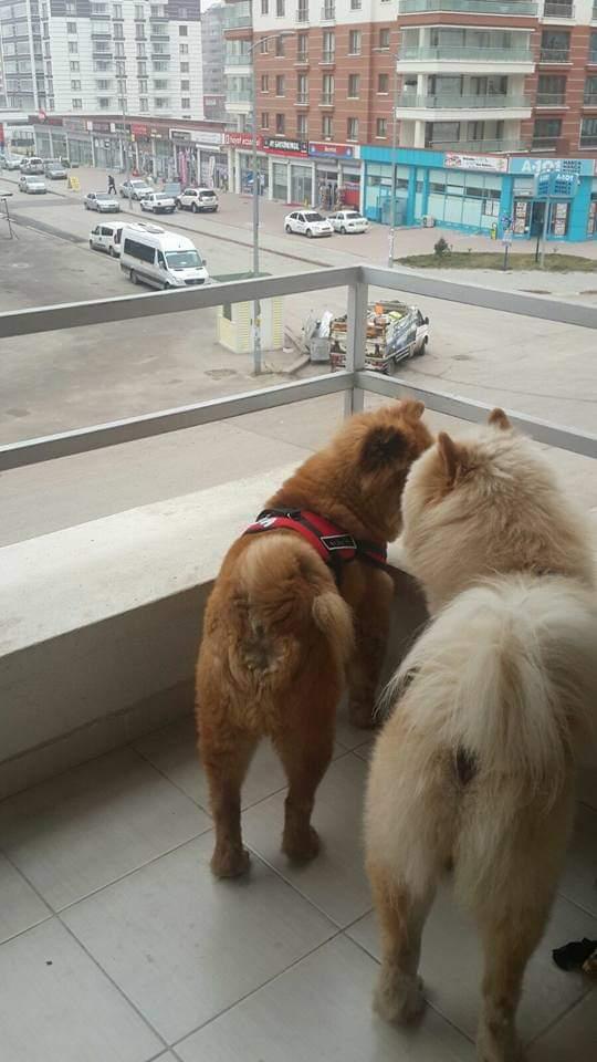 canisi pet otel golbasi ankara 0