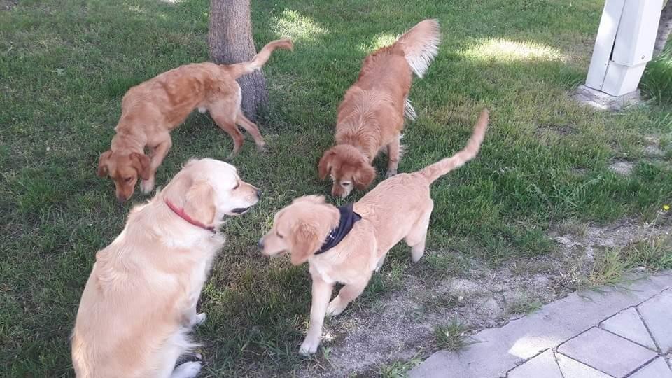 canisi pet otel golbasi ankara 0