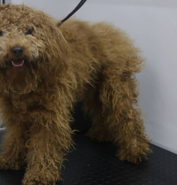 Macha Pet Barber Shop Karsiyaka Izmir 0 531 792 66 Birmilyonnokta