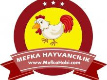 Mefka Hobi